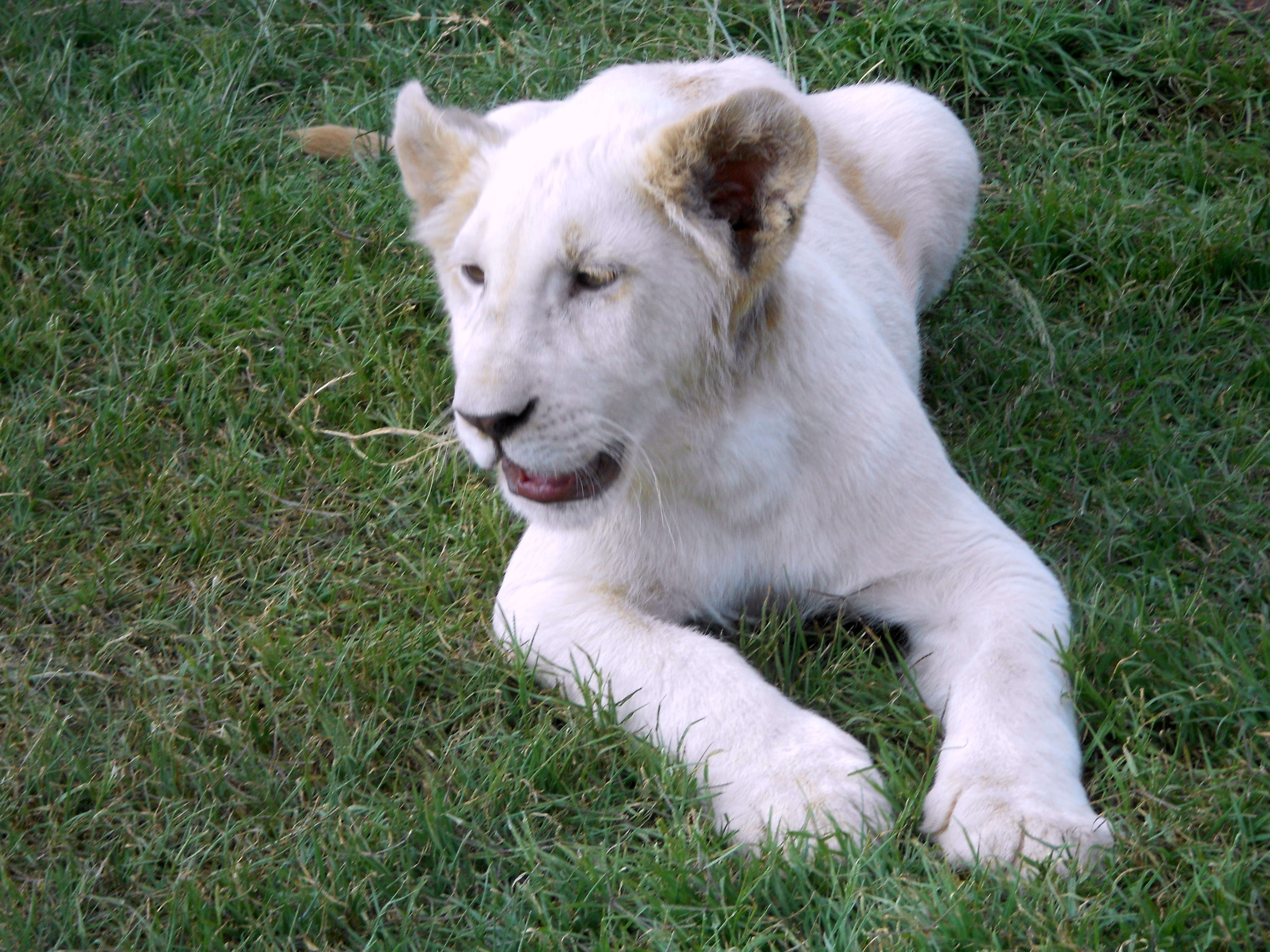 Lion Cub 1